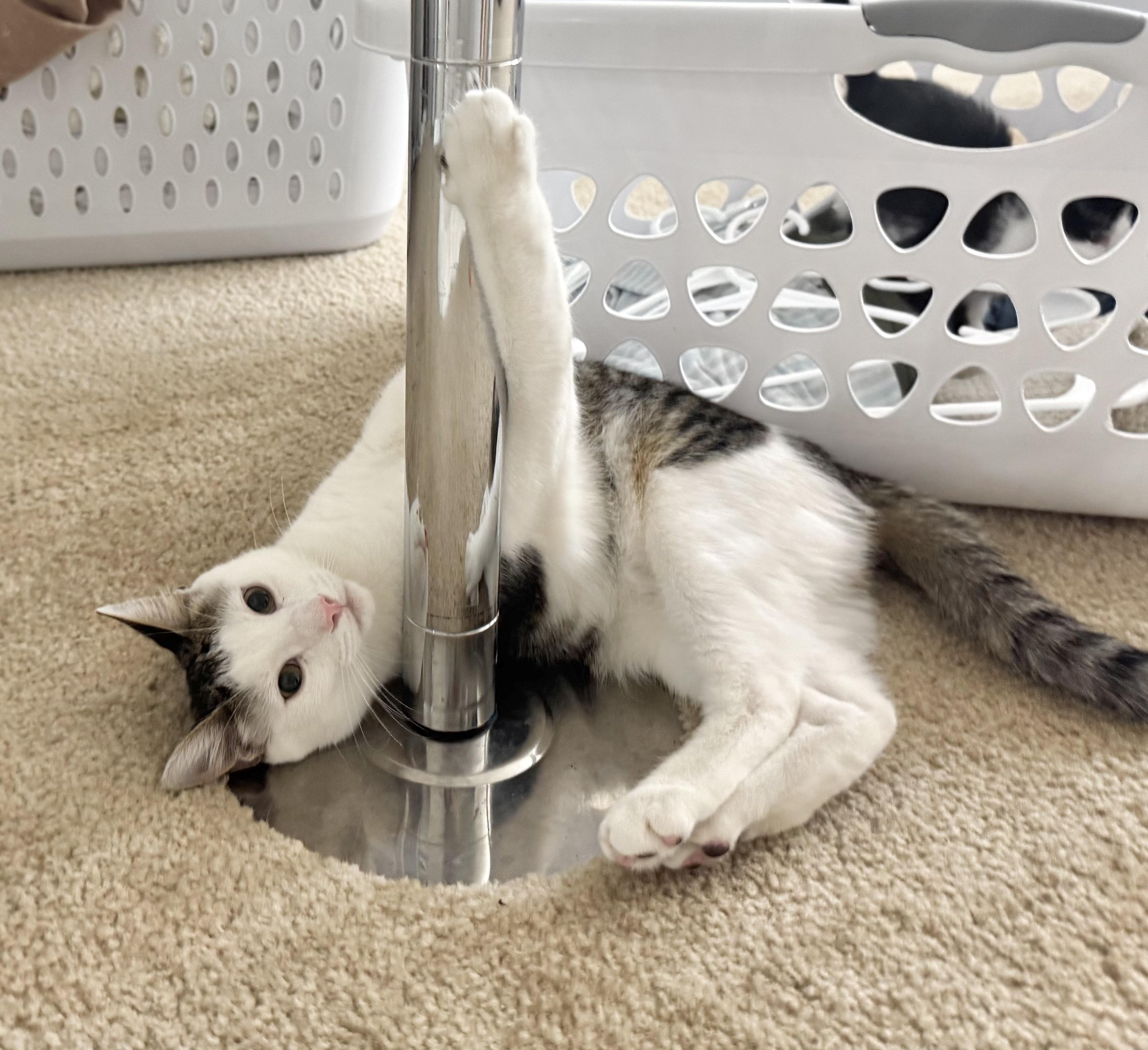 Guacamole #brother-of-Chip