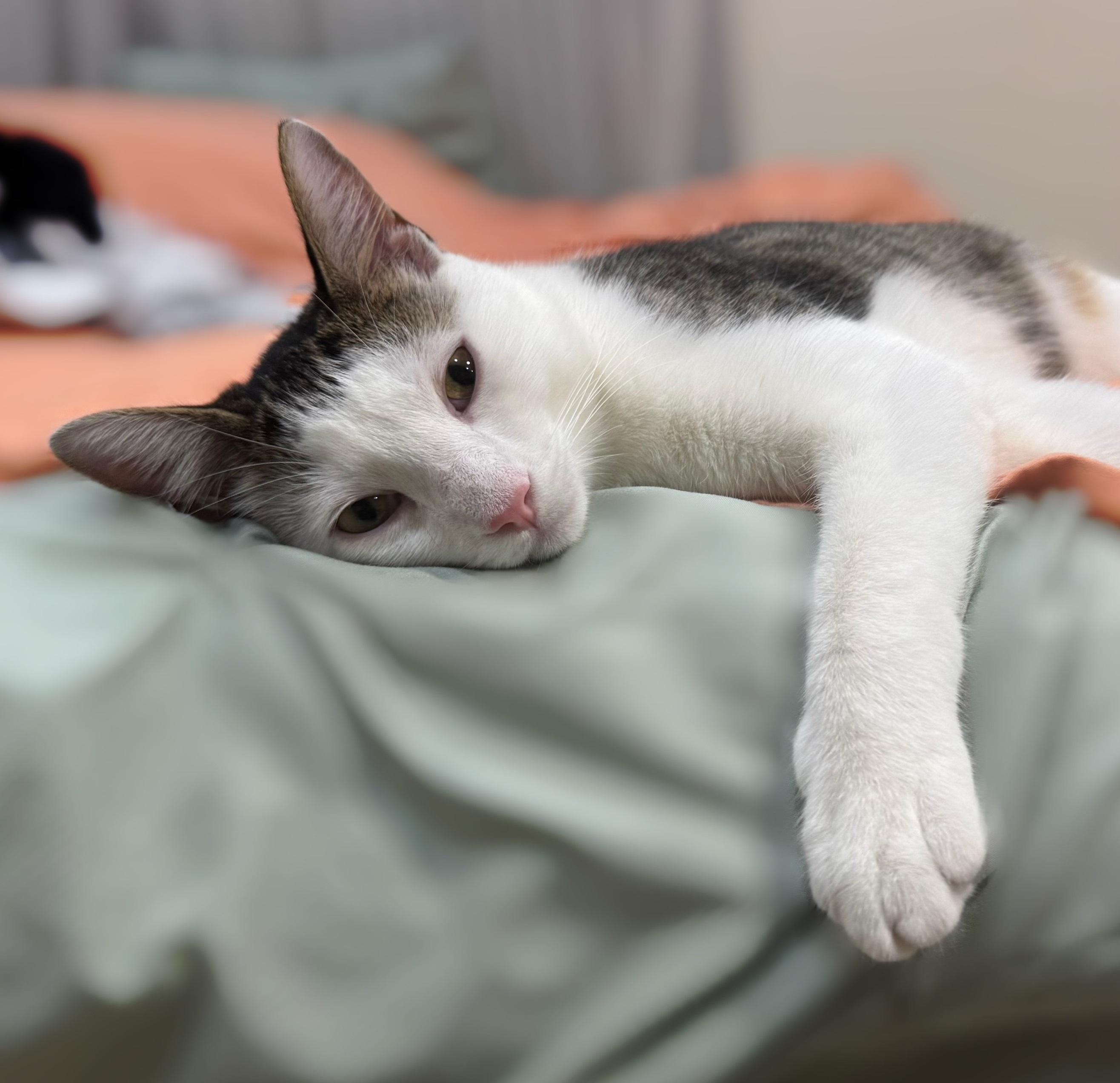 Guacamole #brother-of-Chip