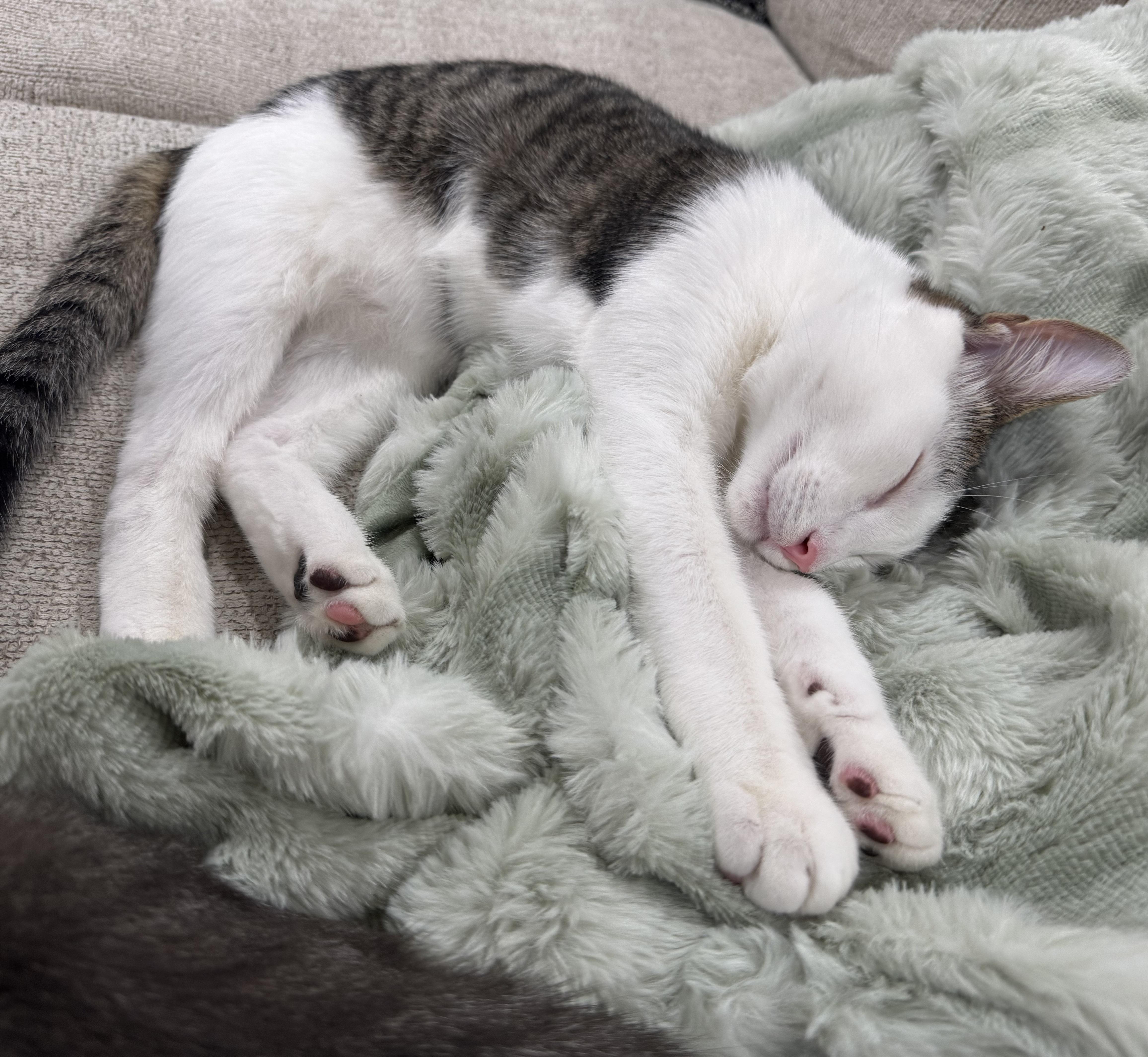 Guacamole #brother-of-Chip