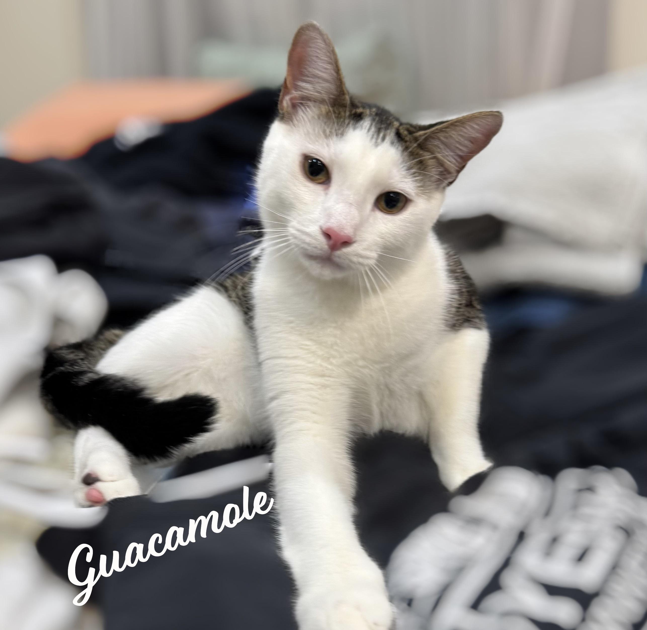 Guacamole #brother-of-Chip