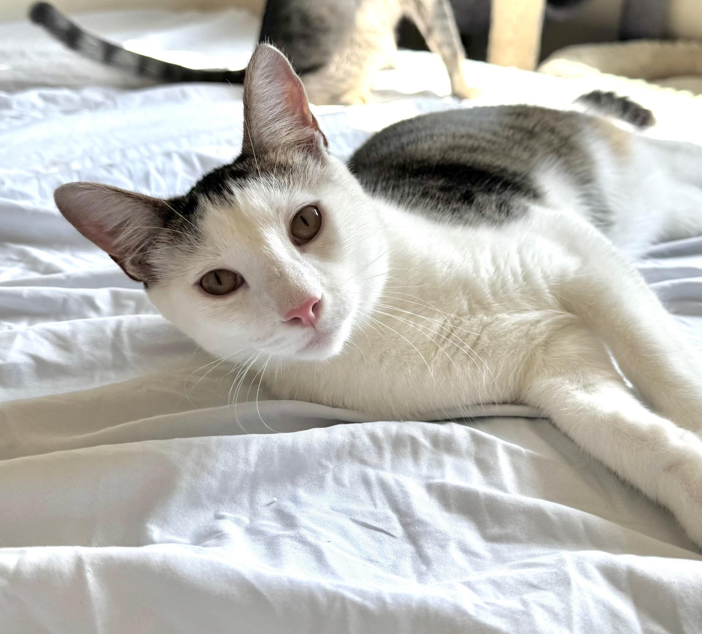 Guacamole #brother-of-Chip