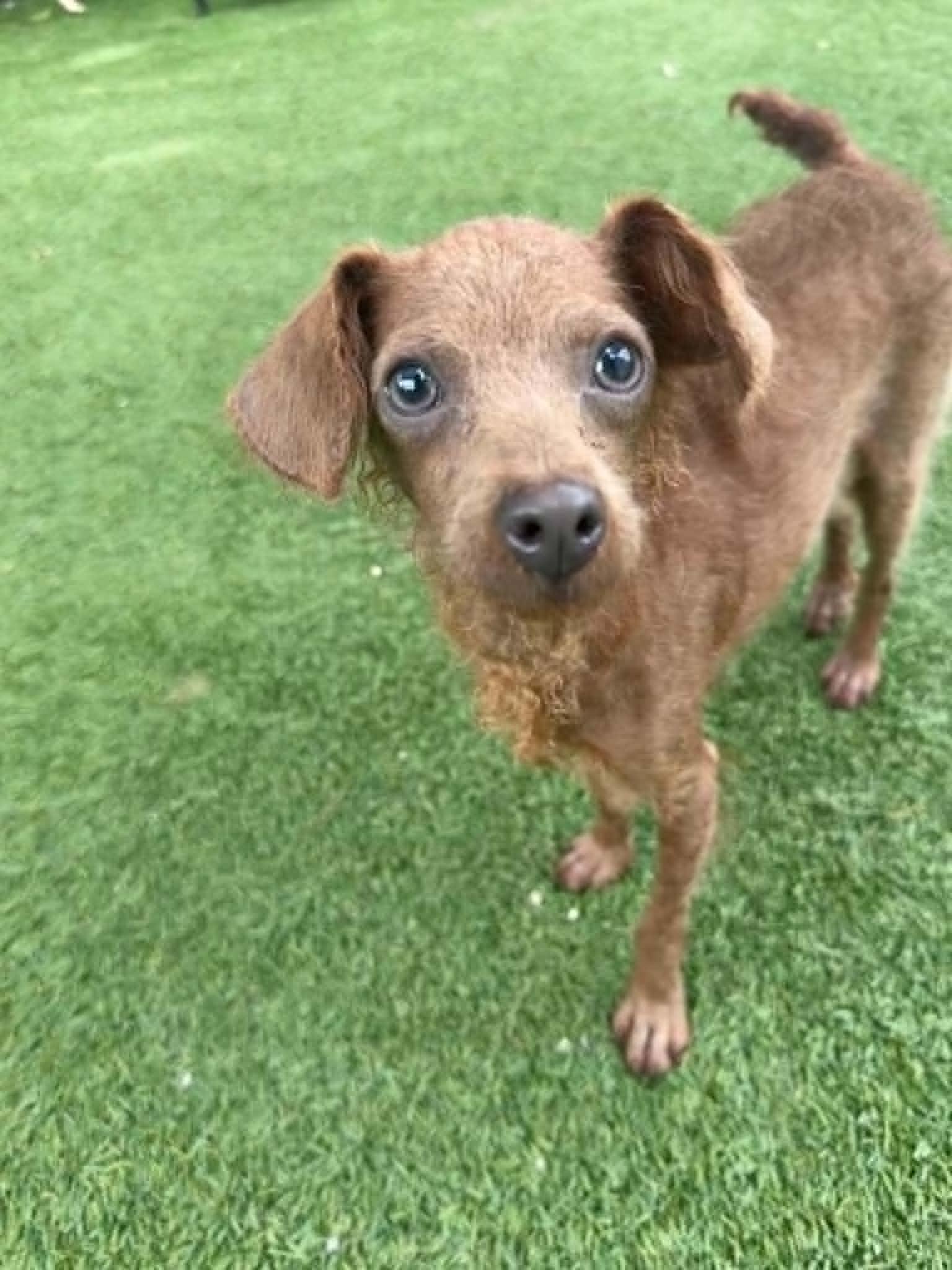 Tiny Percy, ADOPTABLE, Young Male Poodle (Toy).