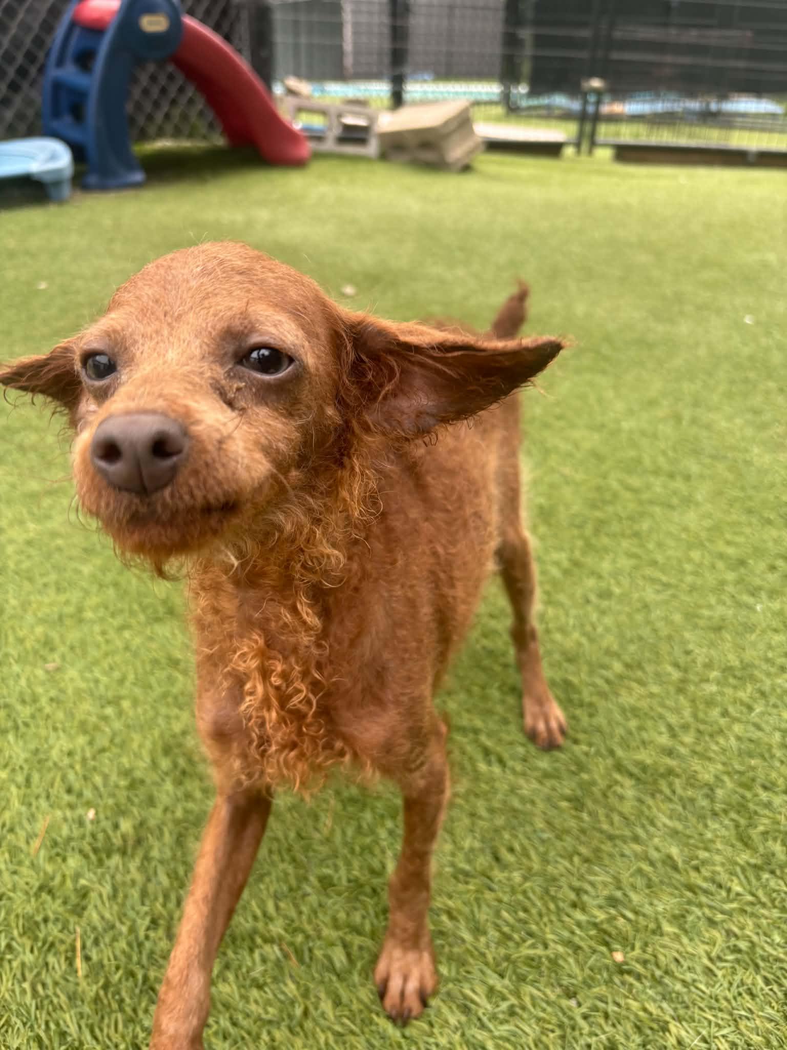 Tiny Percy, a ADOPTABLE Poodle (Toy) in Groton, CT image 2/3