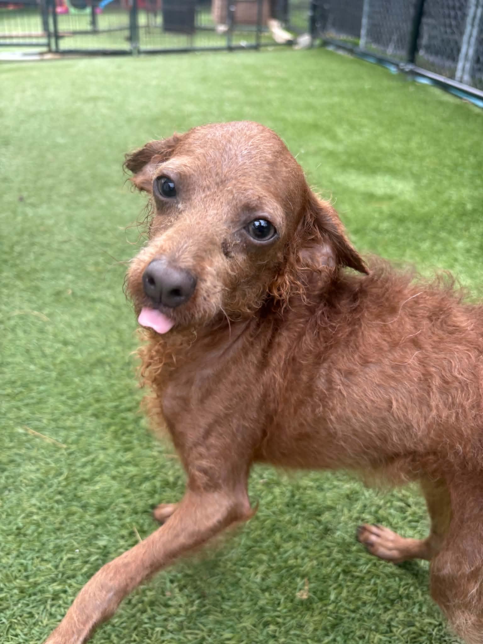 Tiny Percy, a ADOPTABLE Poodle (Toy) in Groton, CT image 3/3