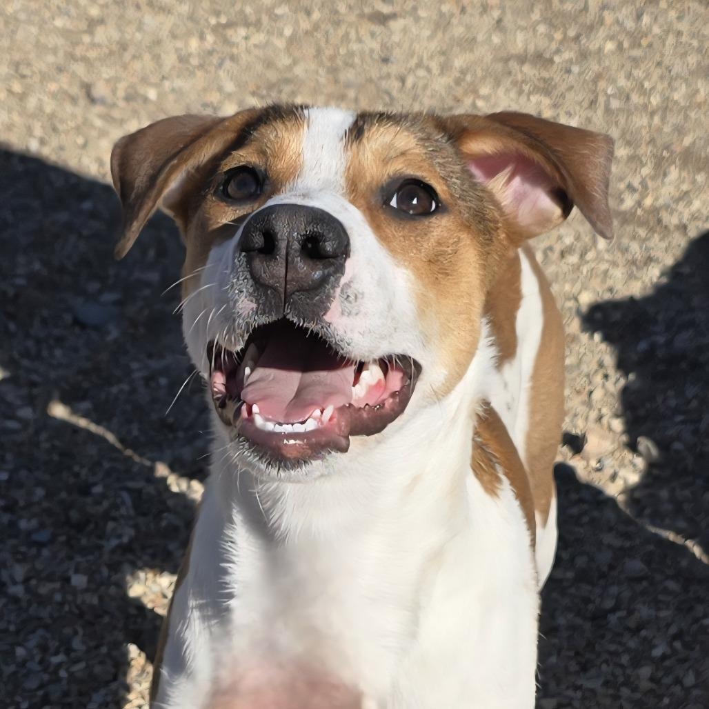 Enlarge Haven, a Adoptable Mixed Breed in Wickenburg, AZ image 1/3