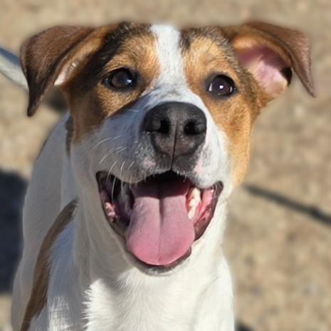 Enlarge Haven, a Adoptable Mixed Breed in Wickenburg, AZ image 3/3