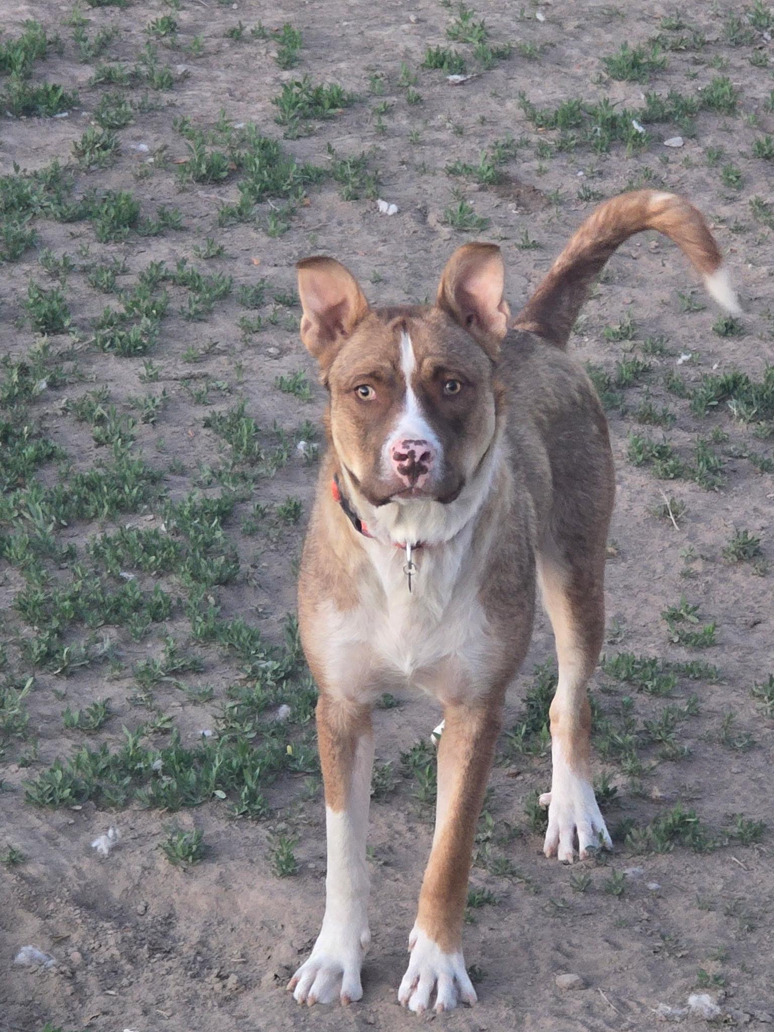Bennett, an adoptable Black Mouth Cur in Pocatello, ID, 83201 | Photo Image 4