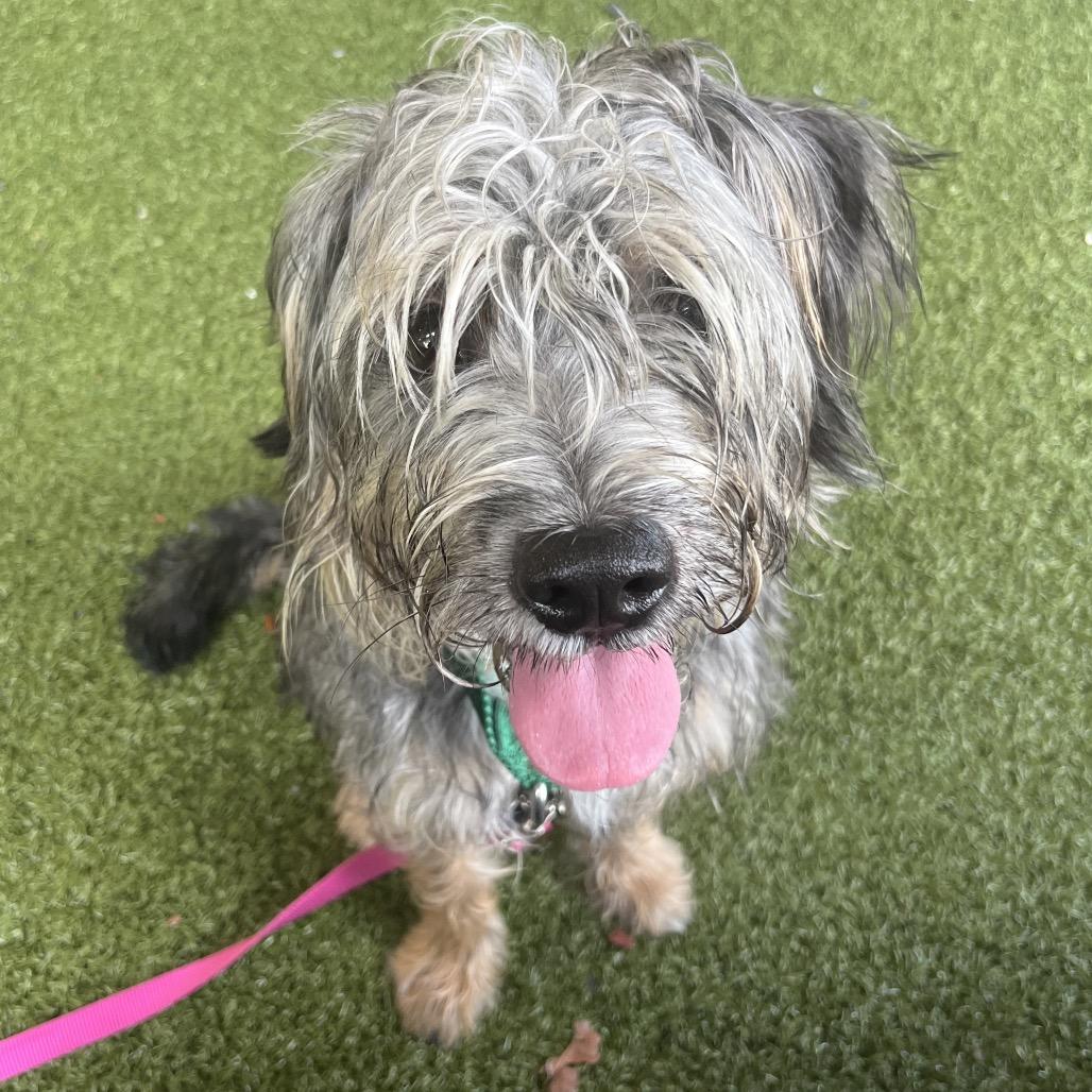 Enlarge McCoy, a Adoptable Border Terrier in West Palm Beach, FL image 1/6