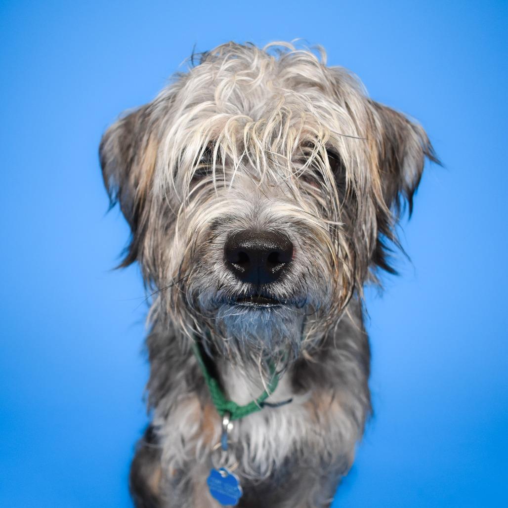 Enlarge McCoy, a Adoptable Border Terrier in West Palm Beach, FL image 2/6