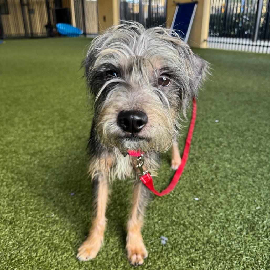 Enlarge McCoy, a Adoptable Border Terrier in West Palm Beach, FL image 3/6