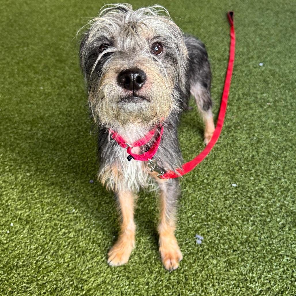 Enlarge McCoy, a Adoptable Border Terrier in West Palm Beach, FL image 4/6