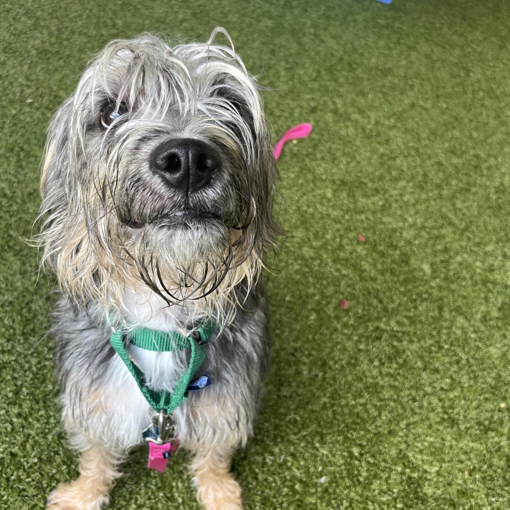 Enlarge McCoy, a Adoptable Border Terrier in West Palm Beach, FL image 5/6