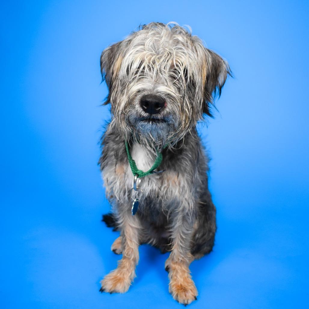 Enlarge McCoy, a Adoptable Border Terrier in West Palm Beach, FL image 6/6