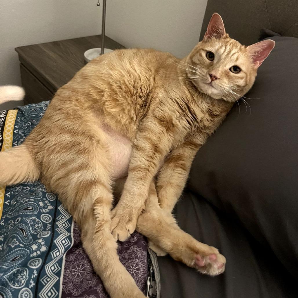 Xochitl, a Adoptable Domestic Short Hair in Evansville, IN image 4/6