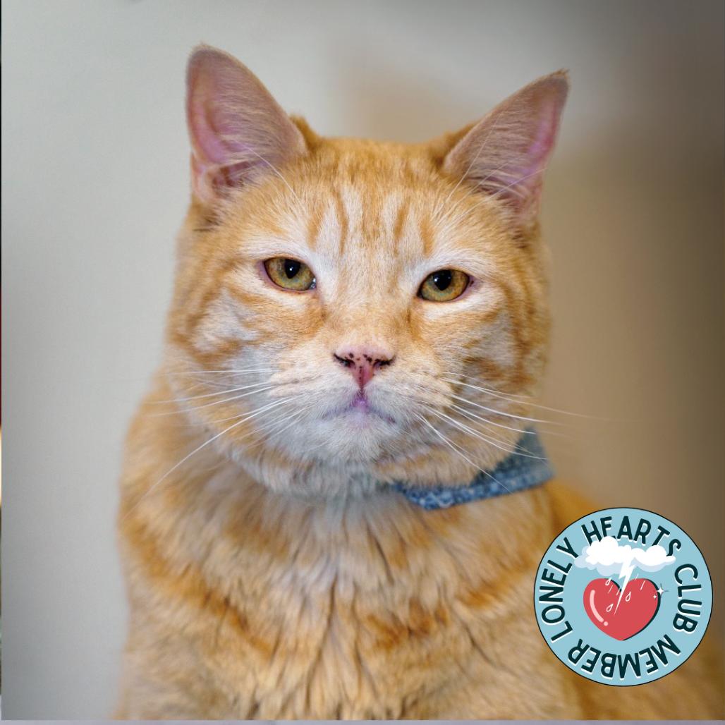 Xochitl, a Adoptable Domestic Short Hair in Evansville, IN image 5/6