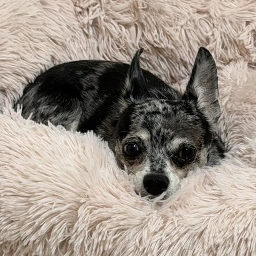 Enlarge Izzy Mae, an adopted Chihuahua in Racine, WI image 4/4