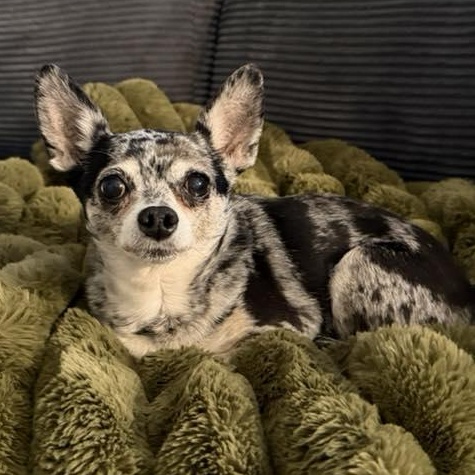 Enlarge Izzy Mae, an adopted Chihuahua in Racine, WI image 1/4