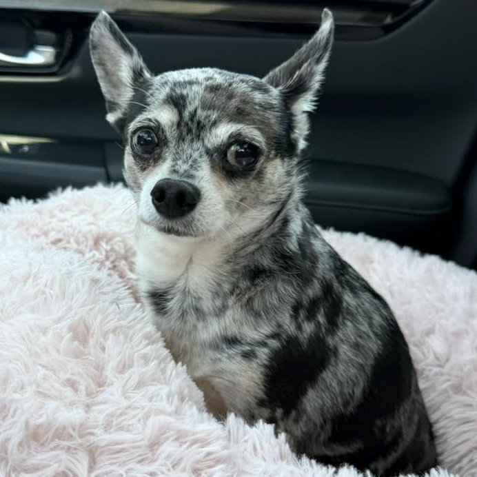 Enlarge Izzy Mae, an adopted Chihuahua in Racine, WI image 3/4