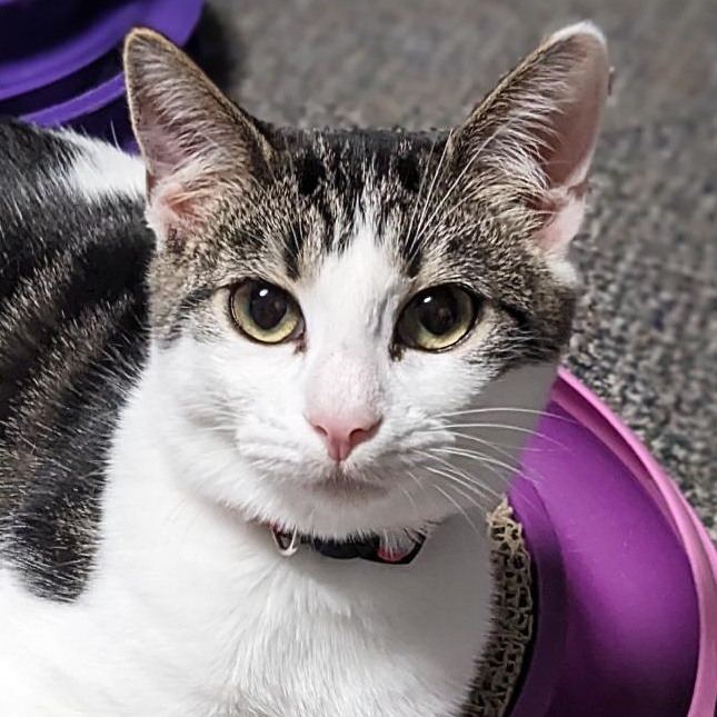 Randy, Adoptable, Kitten Female Domestic Short Hair & Tabby.