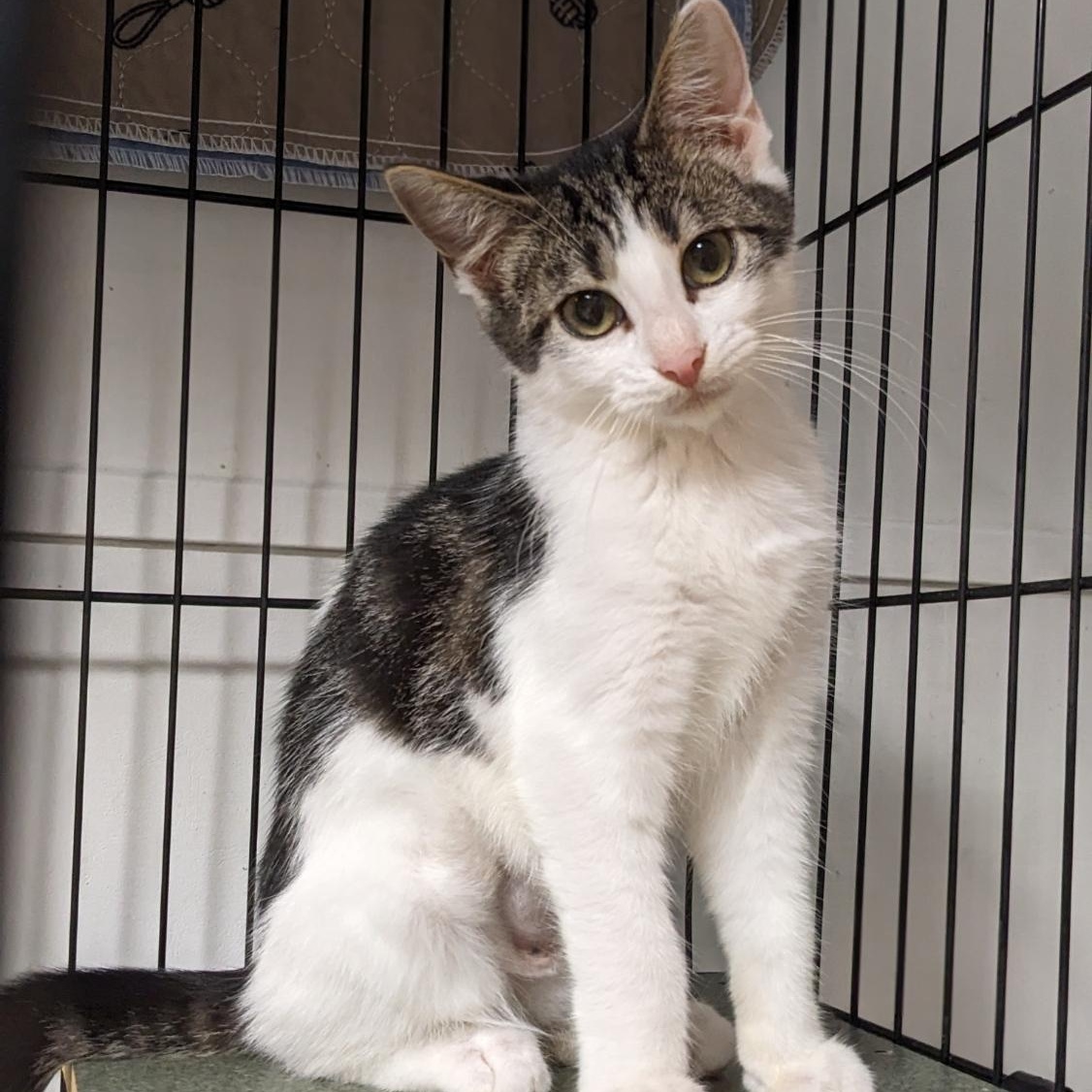 Enlarge Randy, a Adoptable mixed breed in Shippenville, PA image 5/6