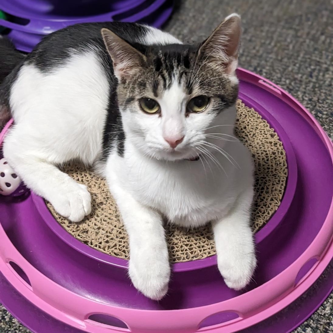 Enlarge Randy, a Adoptable mixed breed in Shippenville, PA image 2/6