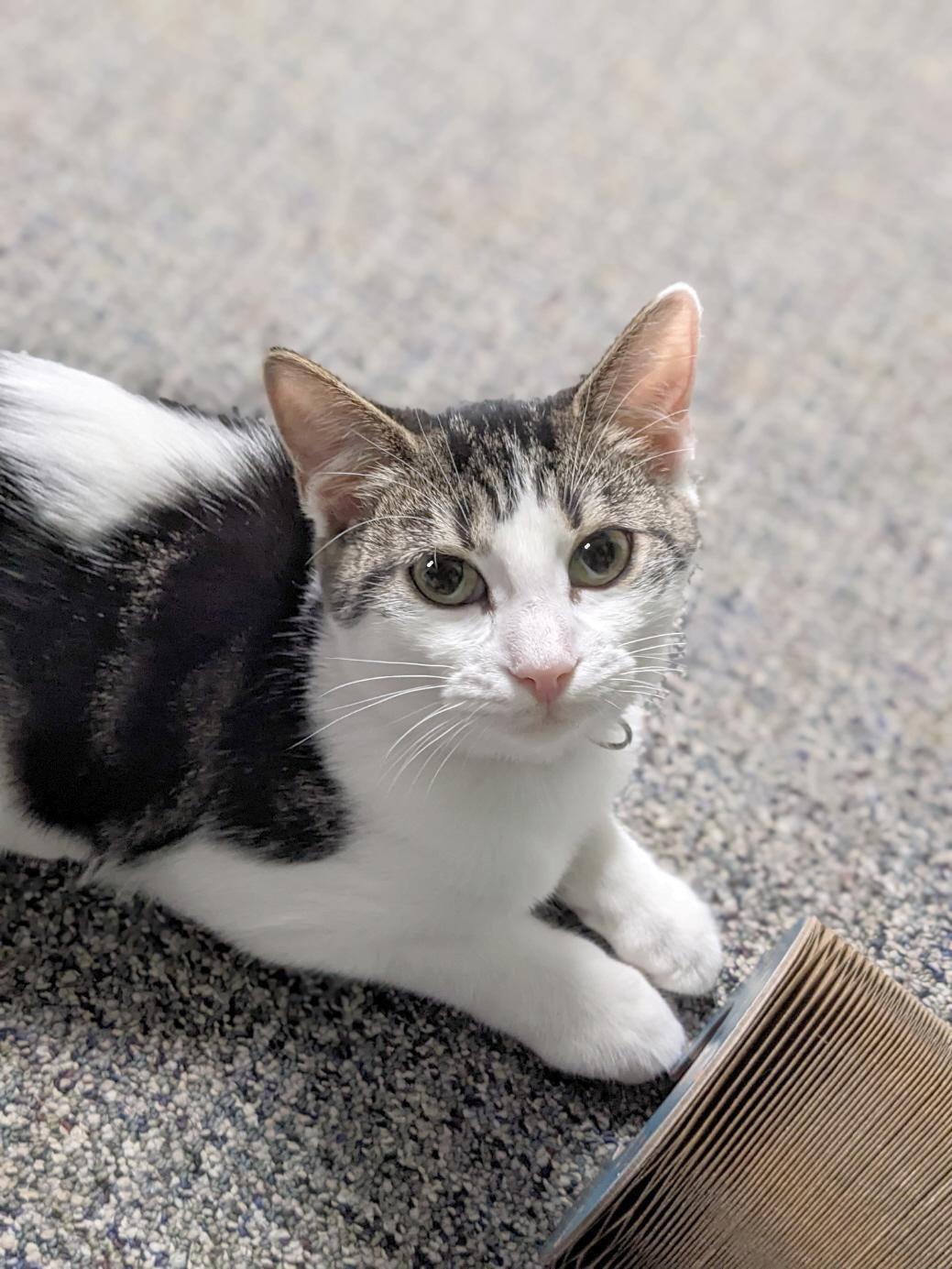 Enlarge Randy, a Adoptable mixed breed in Shippenville, PA image 4/6