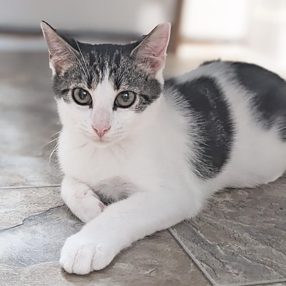 Enlarge Randy, a Adoptable mixed breed in Shippenville, PA image 3/6