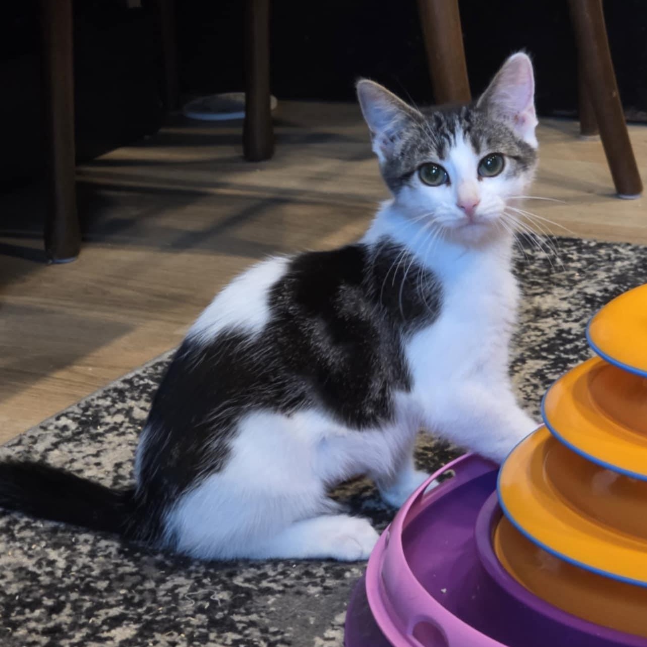 Enlarge Randy, a Adoptable mixed breed in Shippenville, PA image 6/6