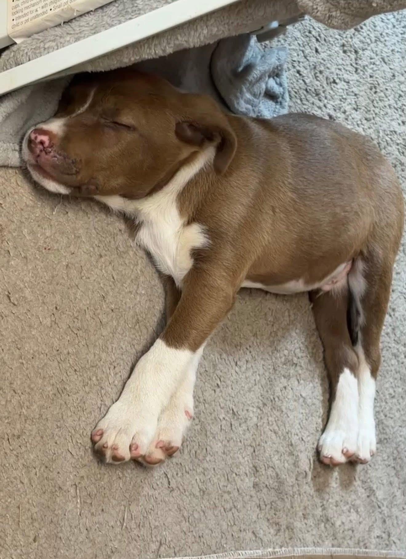 Enlarge BEC, a ADOPTABLE mixed breed in South Amboy, NJ image 3/3