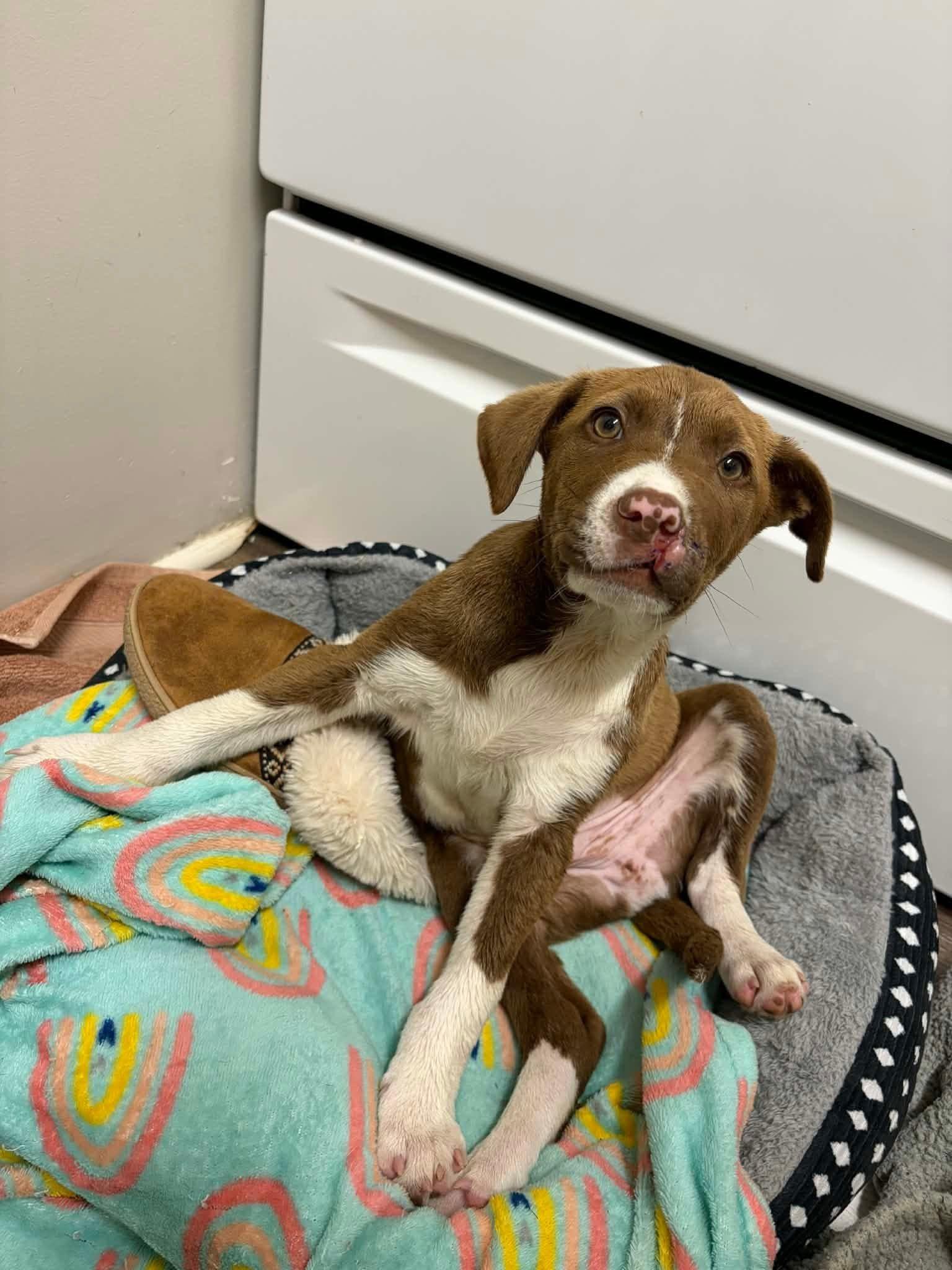 BEC, ADOPTABLE, Puppy Male Pit Bull Terrier.