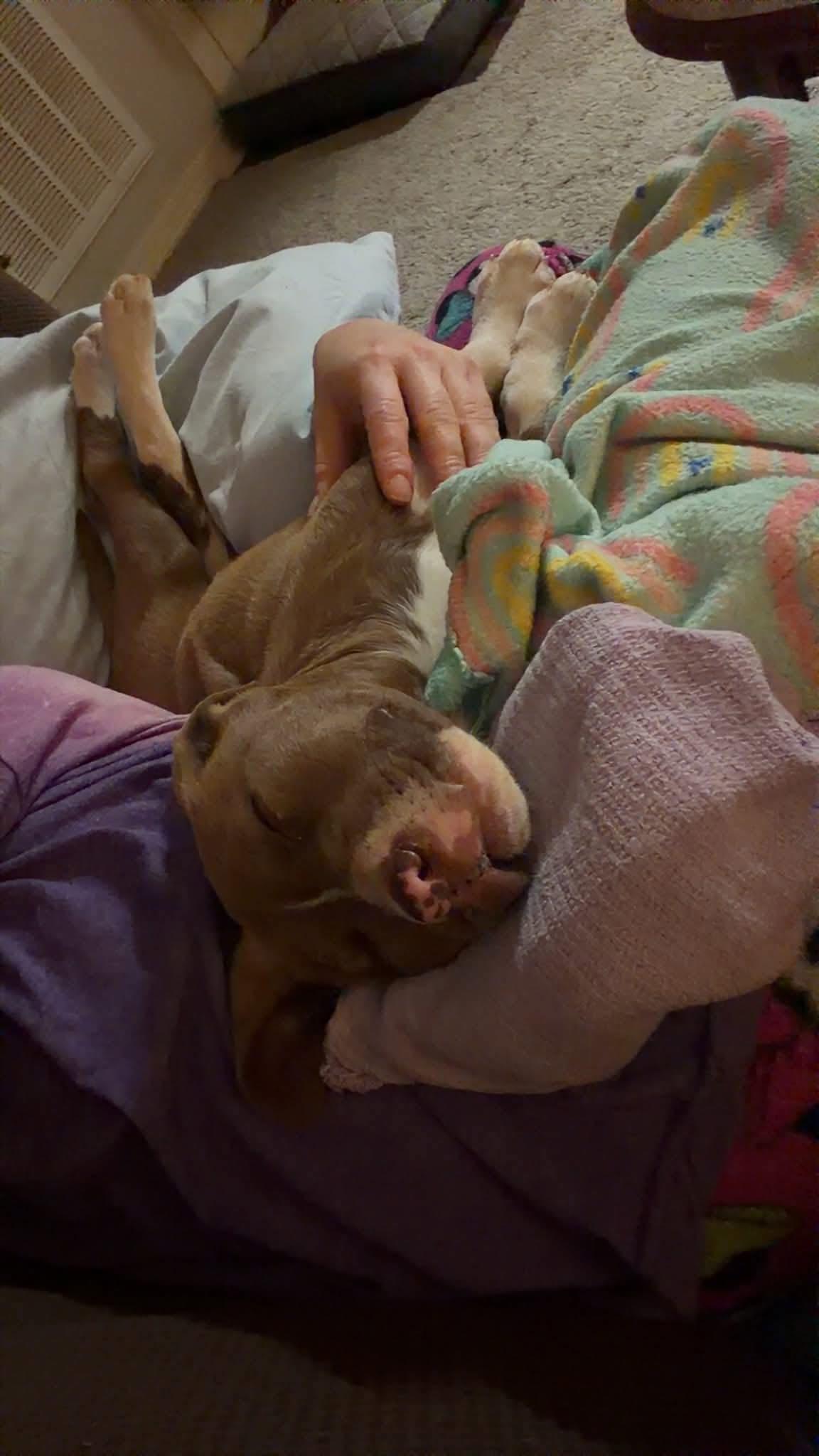 Enlarge BEC, a ADOPTABLE mixed breed in South Amboy, NJ image 2/3