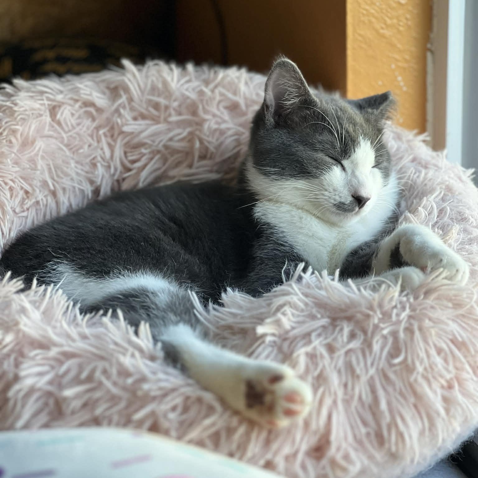 Ozzy, an adopted Domestic Short Hair in Sedalia, MO image 5/6