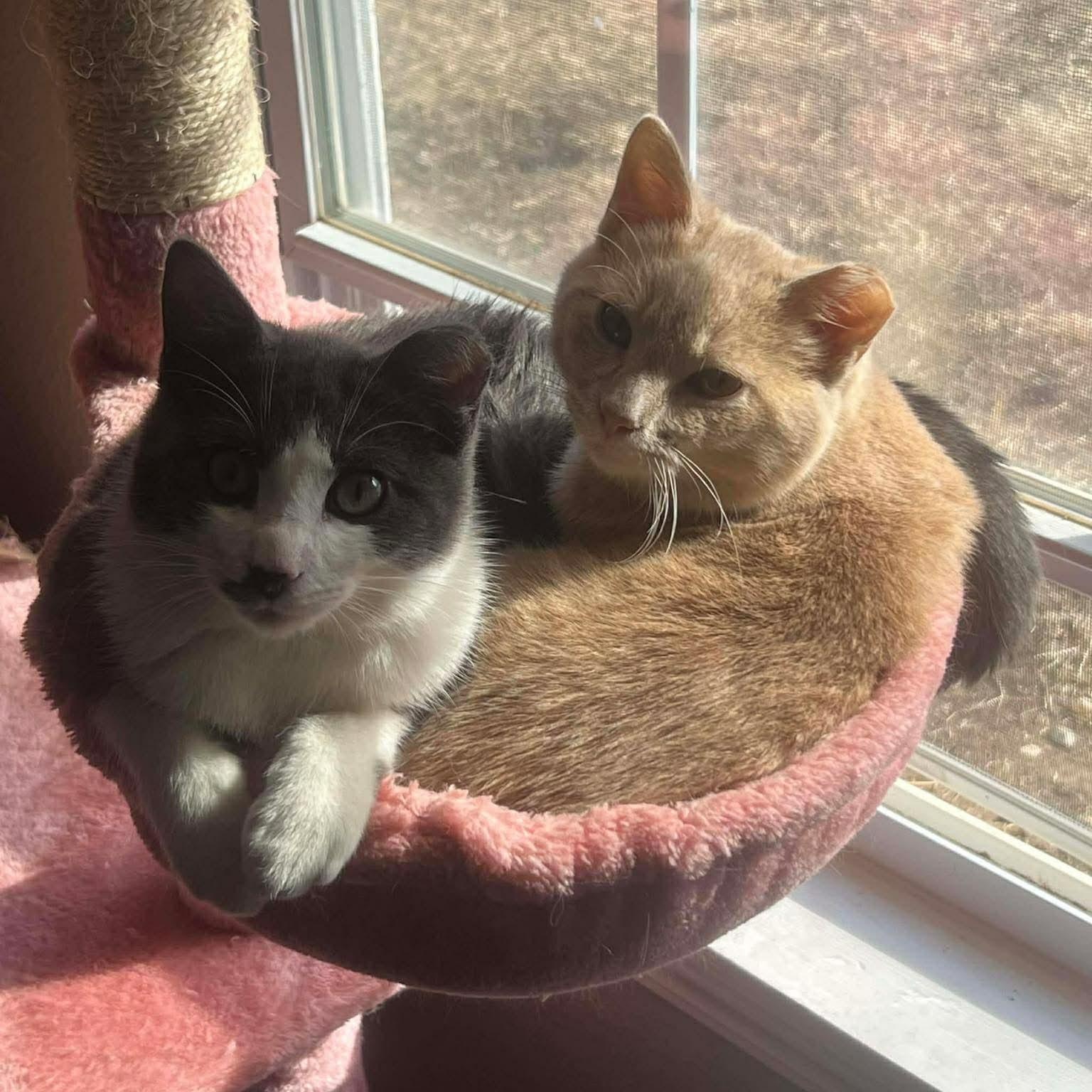 Enlarge Ozzy, a ADOPTABLE Domestic Short Hair in Sedalia, MO image 3/6