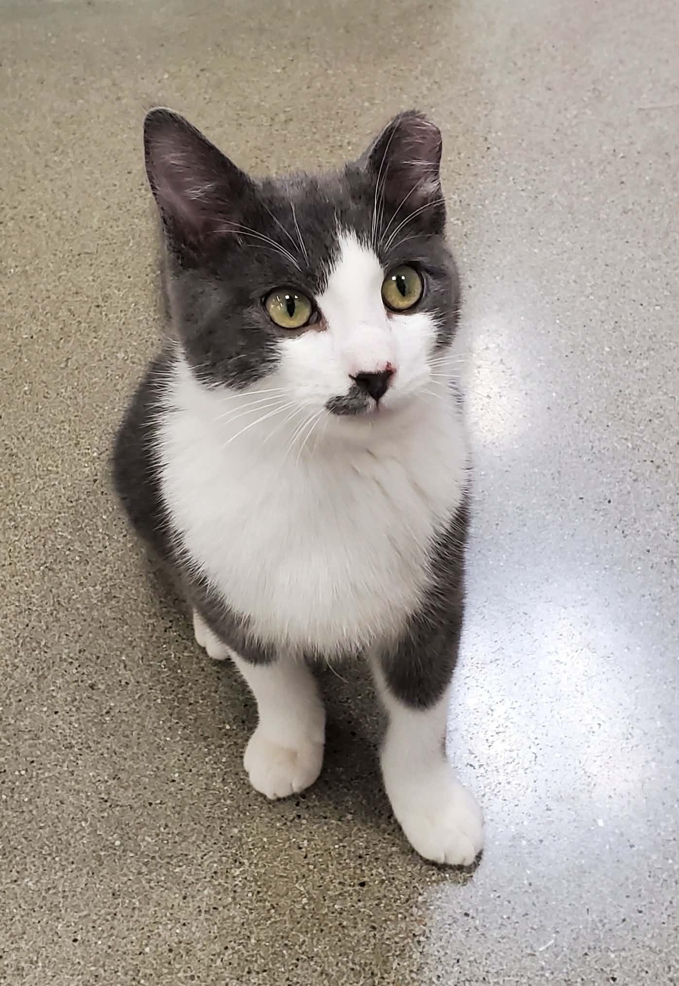 Enlarge Ozzy, a ADOPTABLE Domestic Short Hair in Sedalia, MO image 6/6