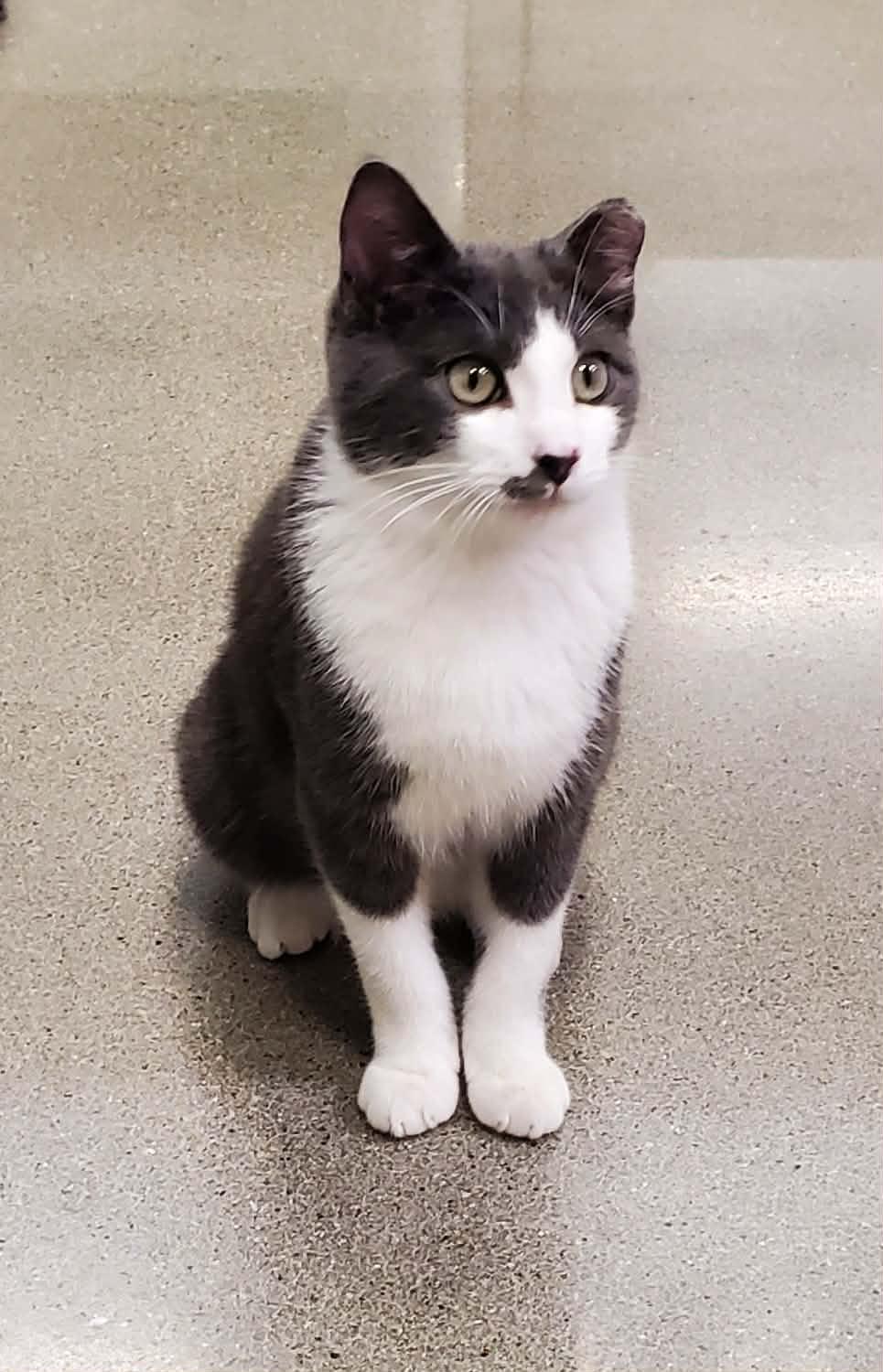 Enlarge Ozzy, a ADOPTABLE Domestic Short Hair in Sedalia, MO image 4/6