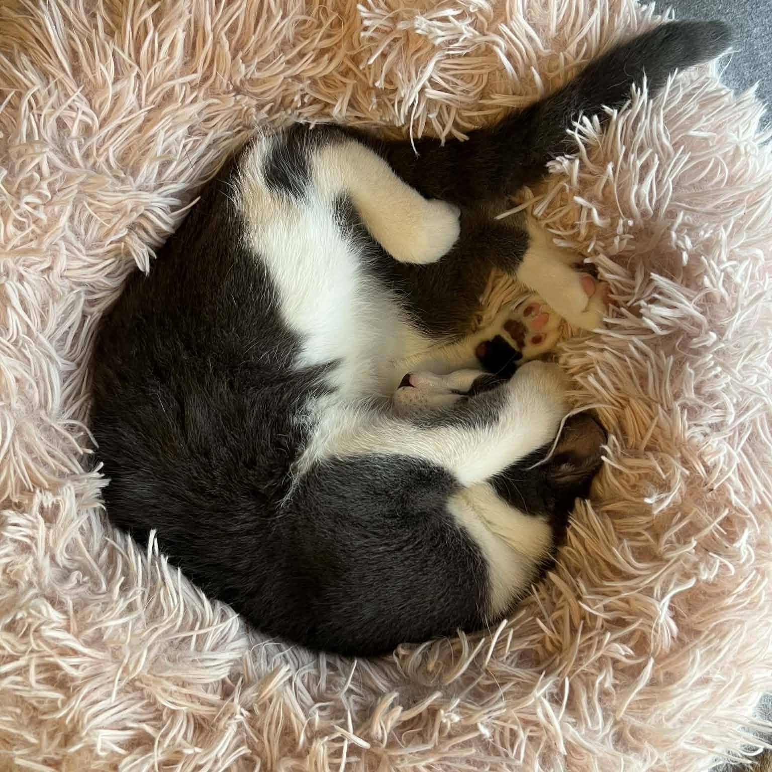 Ozzy, an adopted Domestic Short Hair in Sedalia, MO image 4/6