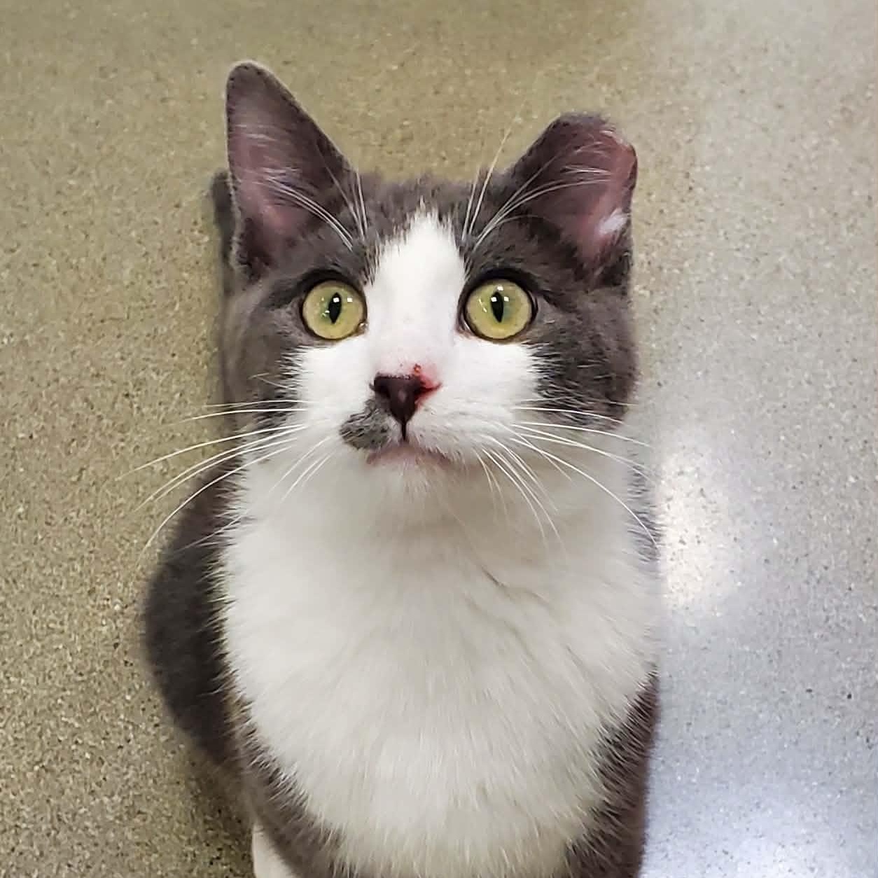 Enlarge Ozzy, a ADOPTABLE Domestic Short Hair in Sedalia, MO image 1/6
