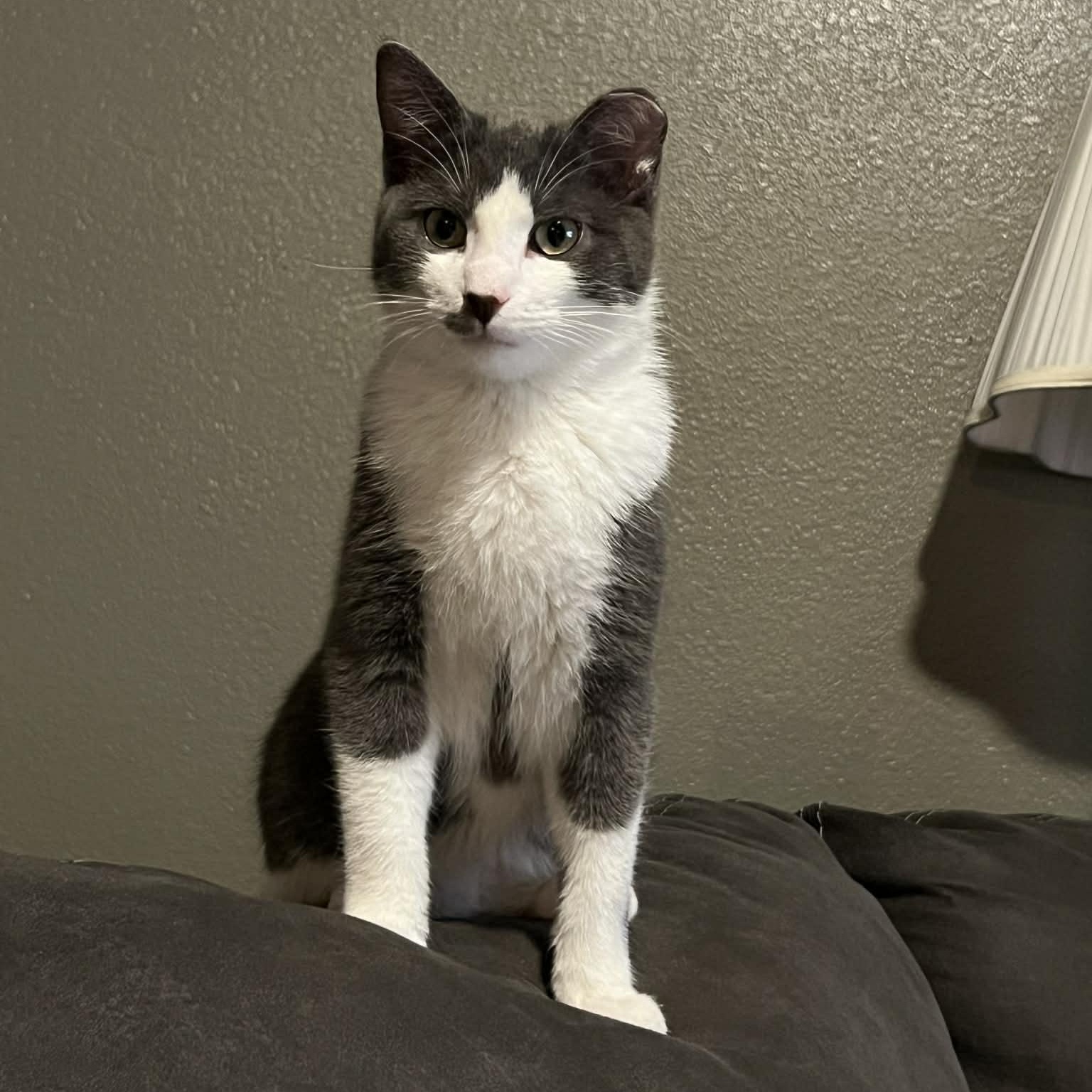 Ozzy, an adopted Domestic Short Hair in Sedalia, MO image 6/6