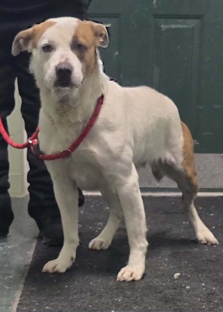 Sally, Adoptable, Adult Female Bearded Collie & Labrador Retriever.
