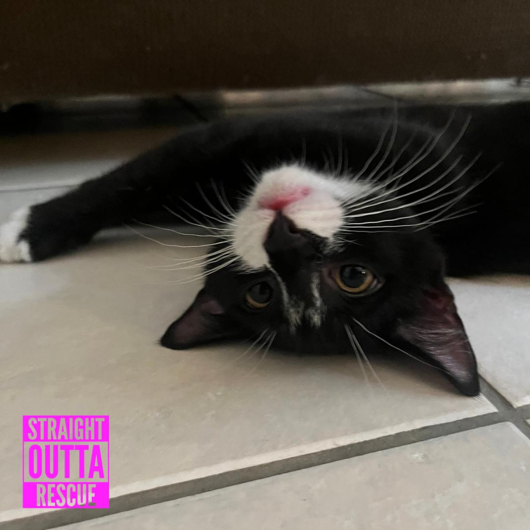 Sherlock, a ADOPTABLE Domestic Short Hair in Vancouver, BC image 5/6