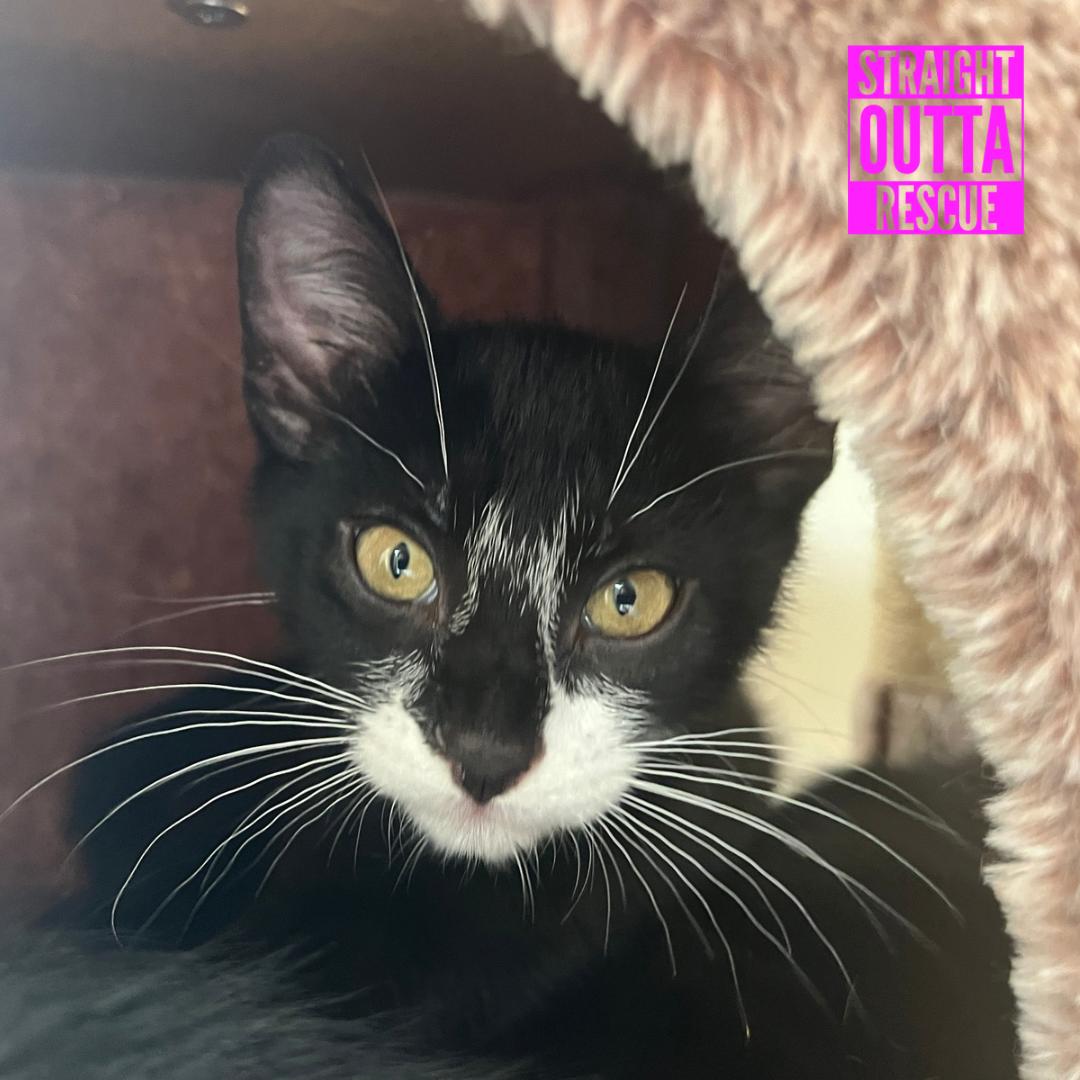 Sherlock, a ADOPTABLE Domestic Short Hair in Vancouver, BC image 4/6