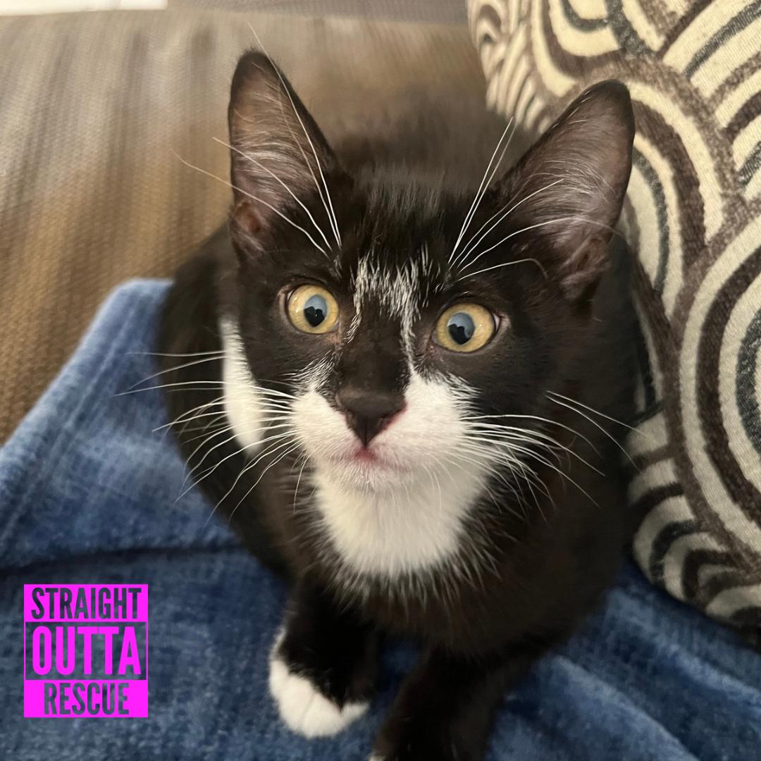 Sherlock, ADOPTABLE, Kitten Male Domestic Short Hair.