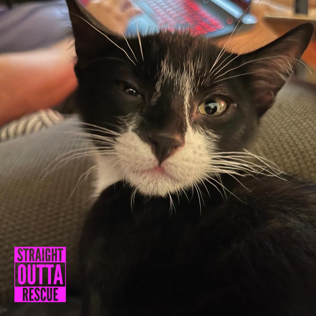 Sherlock, a ADOPTABLE Domestic Short Hair in Vancouver, BC image 3/6