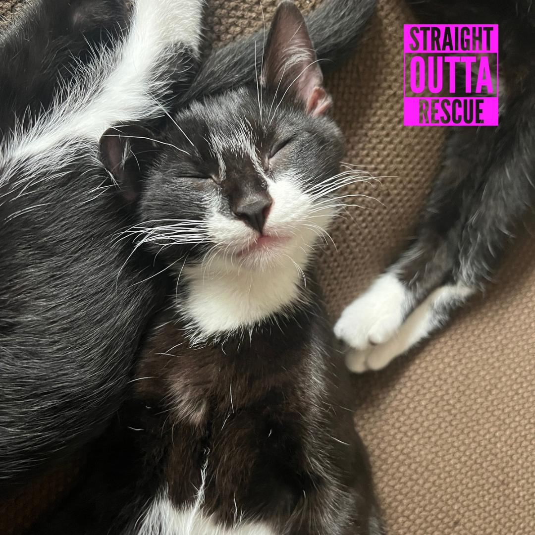 Sherlock, ADOPTABLE, Kitten Male Domestic Short Hair.