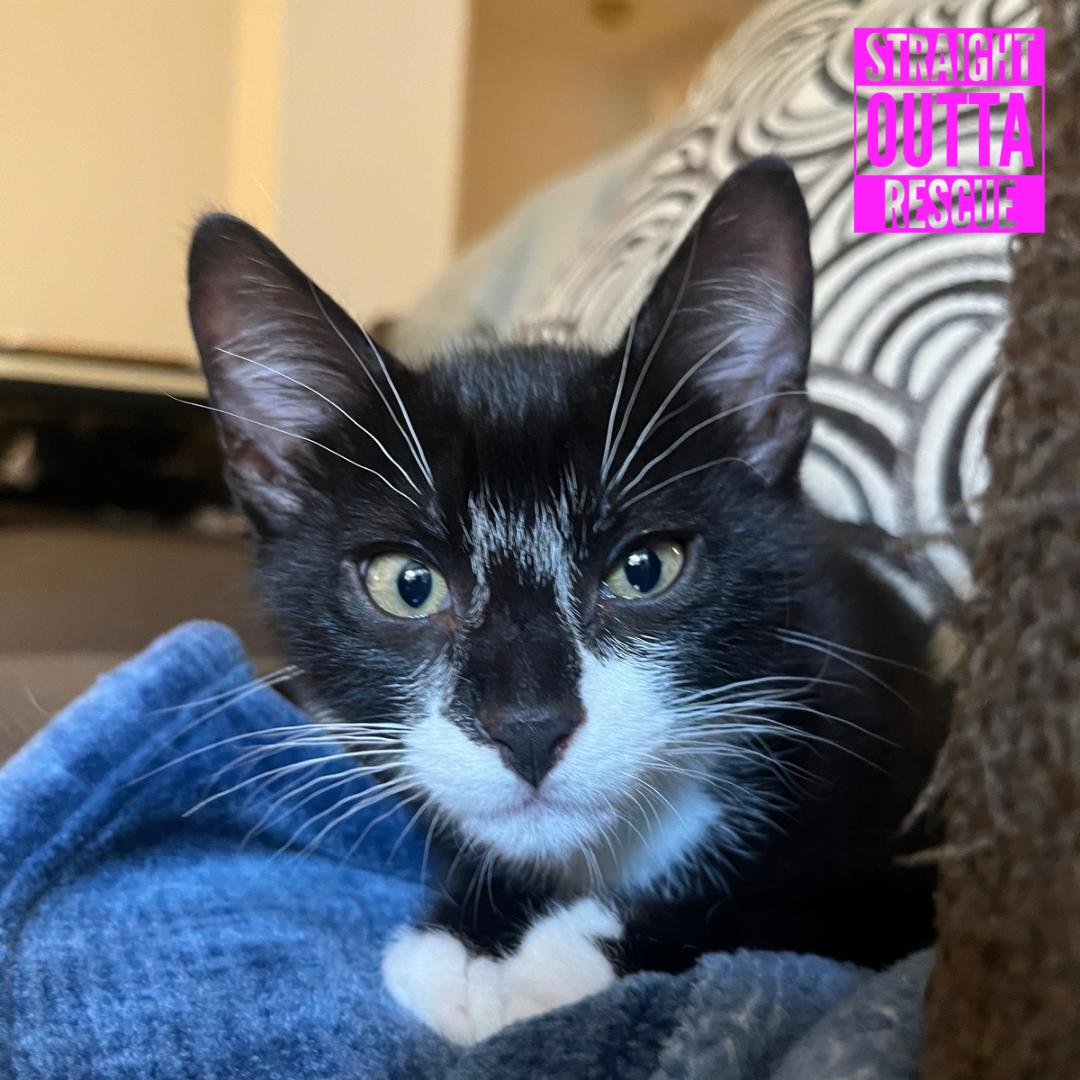 Sherlock, a ADOPTABLE Domestic Short Hair in Vancouver, BC image 2/6