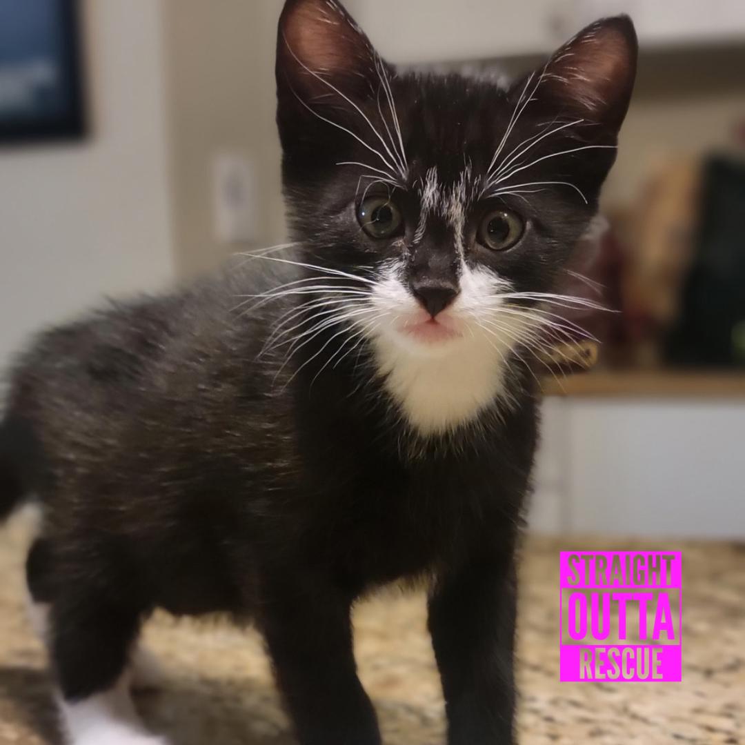 Sherlock, a ADOPTABLE Domestic Short Hair in Vancouver, BC image 5/6