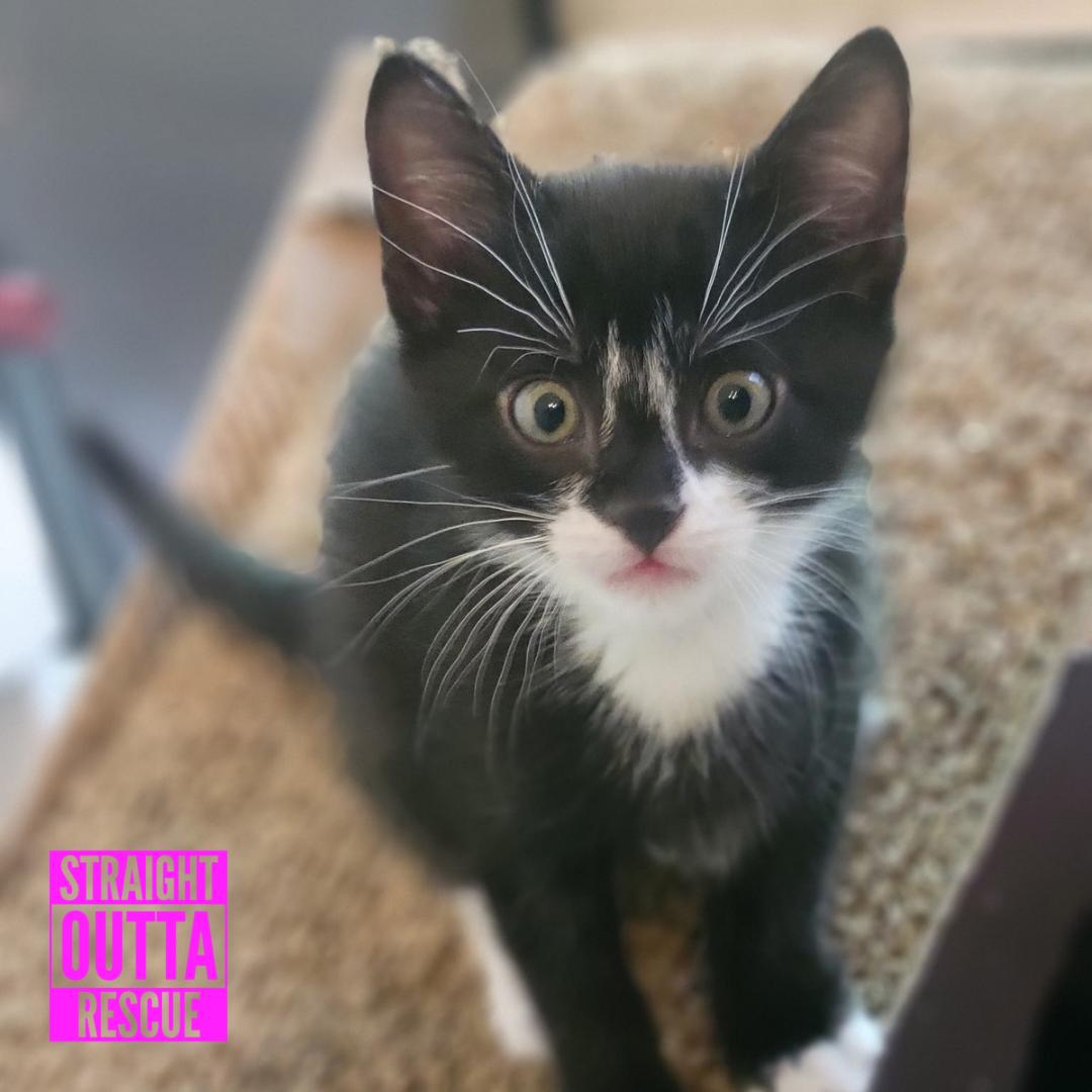 Sherlock, a ADOPTABLE Domestic Short Hair in Vancouver, BC image 6/6
