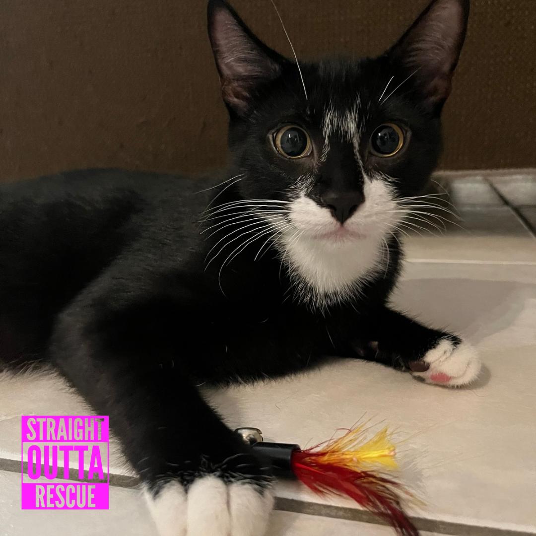 Enlarge Sherlock, a Adoptable Domestic Short Hair in Vancouver, BC image 5/6