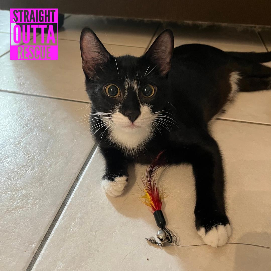 Enlarge Sherlock, a Adoptable Domestic Short Hair in Vancouver, BC image 4/6