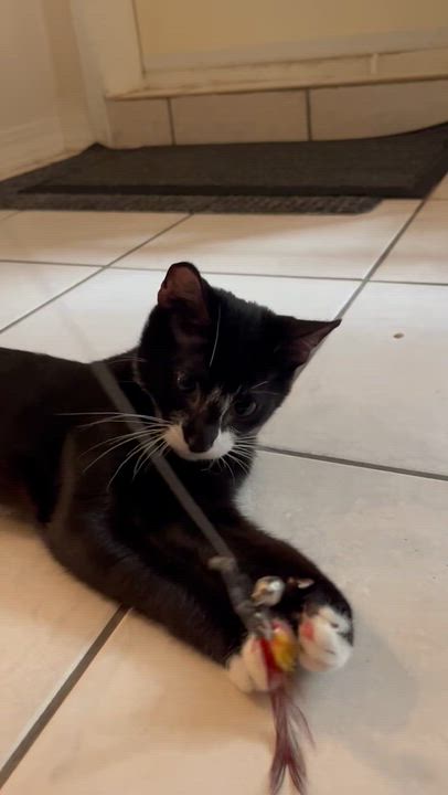 Enlarge Sherlock, a Adoptable Domestic Short Hair in Vancouver, BC video 6/6